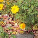 Flowers in Fall