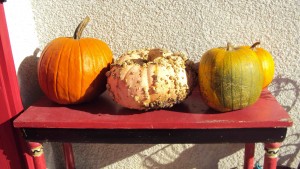 pumpkins