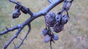 November Prunes