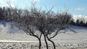 Three Ice Trees