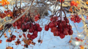winterhighbush