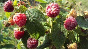 berries