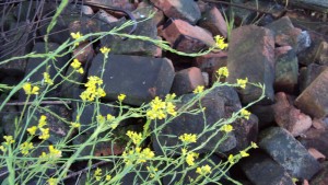 brickflowers