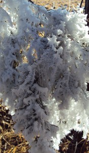 frostycedarhaningcropped