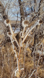 frostyweeds