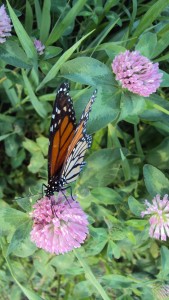 monarch on clover